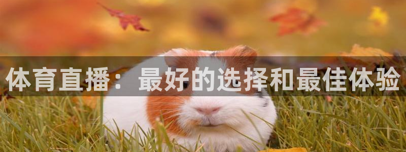 24直播网app下载：体育直播：最好的选择和最佳体验