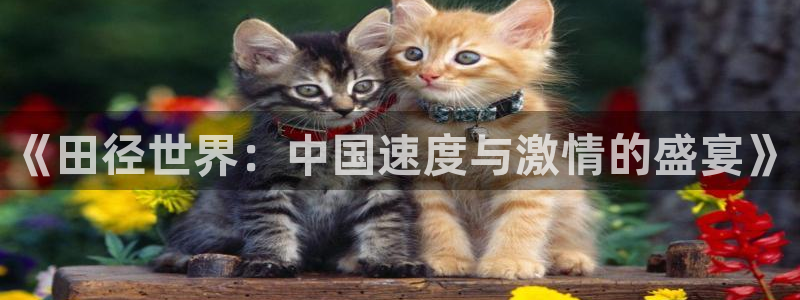 24直播网篮球免费直播回放
